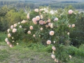 DSCN3885